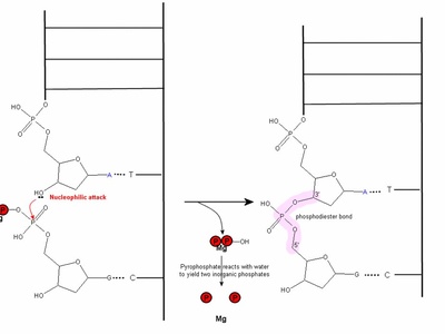 Reaction Mechanisms