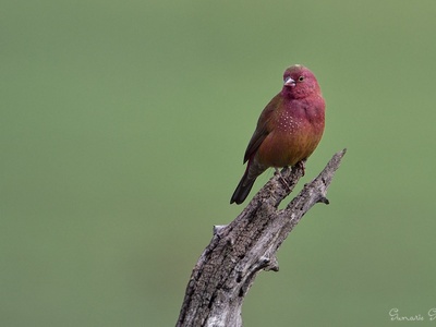 Red-billed Firefinch