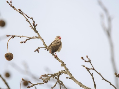 Red-billed Quelea