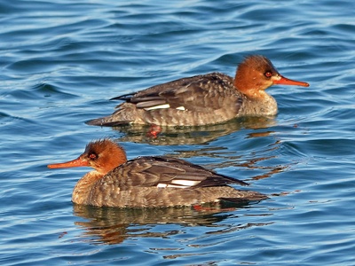 Red-breasted Merganser