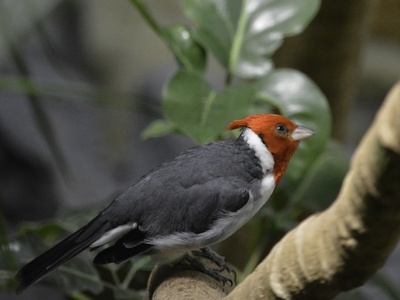 Red-crested Cardinal
