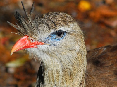 Red-legged Seriema