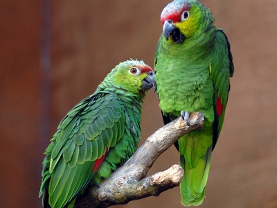 Red-lored Parrot