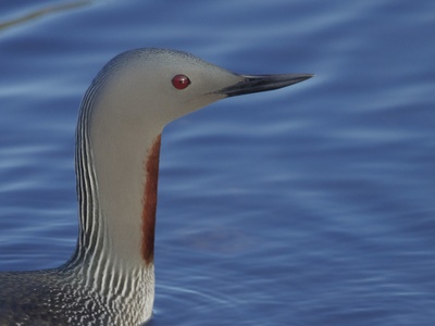Red-throated Loon