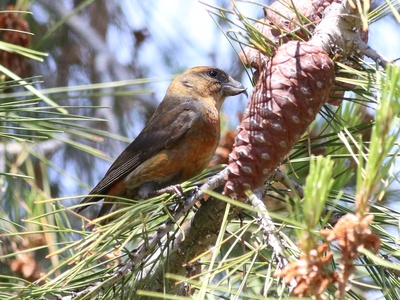 Red Crossbill