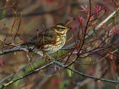 Redwing