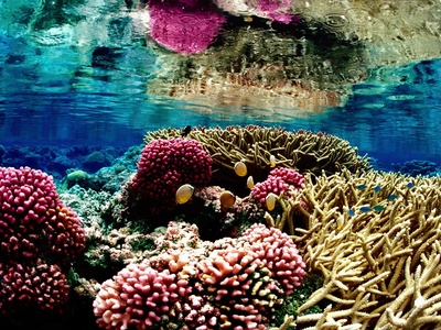 Reef coral ecosystems