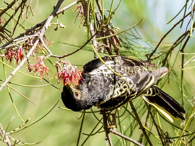 Regent Honeyeater