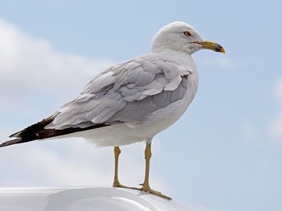 Ring-billed Gull