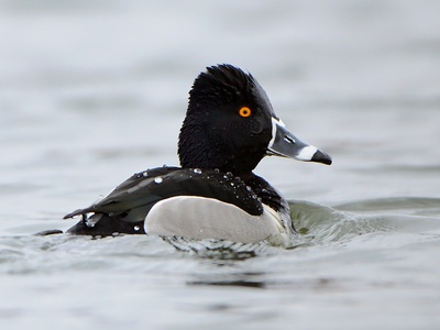 Ring-necked Duck