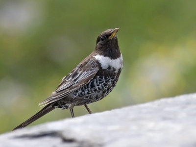 Ring Ouzel