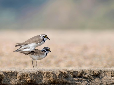 Ringed Plover