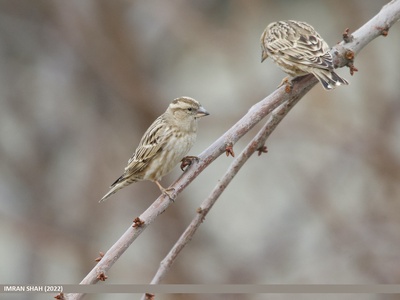 Rock Sparrow