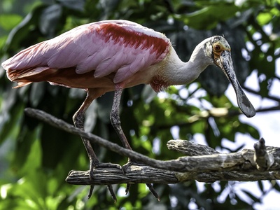 Roseate Spoonbill