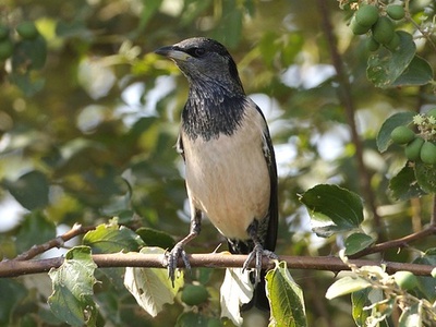 Rosy Starling