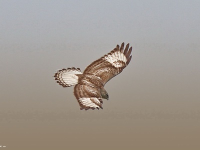 Rough-legged Buzzard
