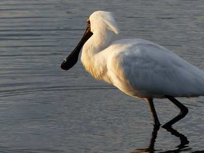 Royal Spoonbill