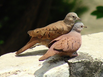 Ruddy Ground-Dove