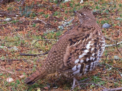 Ruffed Grouse