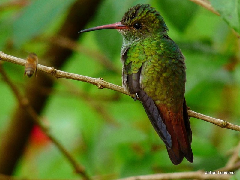 Birds of Panama: The Complete List - 33Science