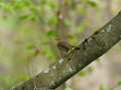 Rufous-tailed Scrub Robin