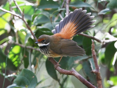 Rufous Fantail
