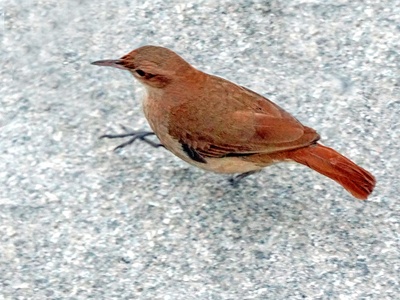 Rufous Hornero