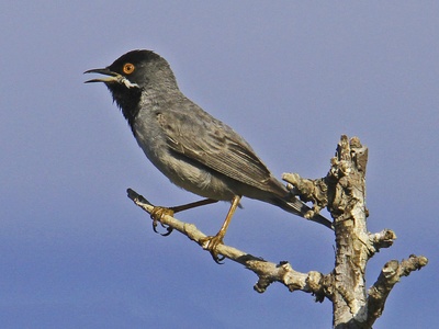 Rüppell's Warbler