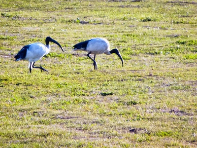 Sacred Ibis