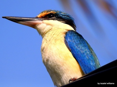 Sacred Kingfisher