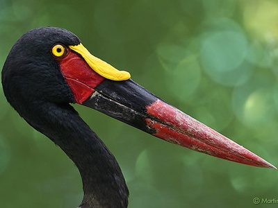 Saddle-billed Stork