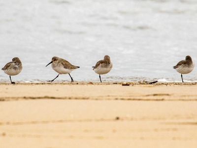 Sanderling