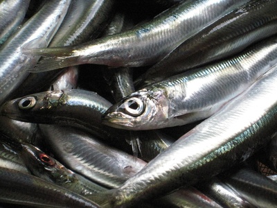 Sardine