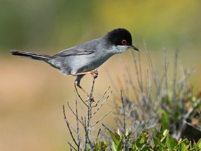 Sardinian Warbler