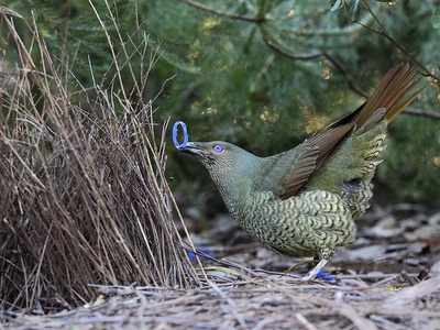 Satin Bowerbird