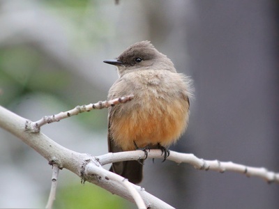 Say's Phoebe