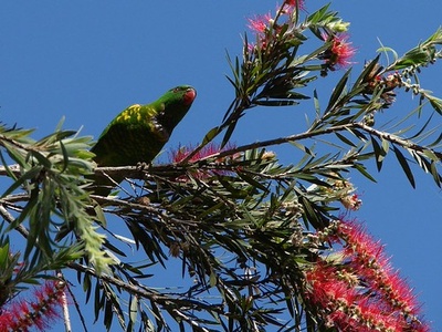 Scaly-breasted Lorikeet