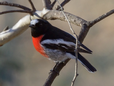 Scarlet Robin