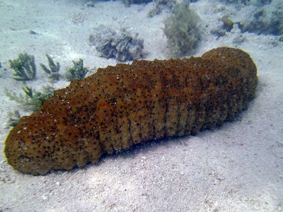 Sea cucumbers (beche-de-mer)