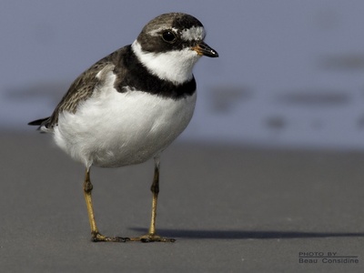 Semipalmated Plover