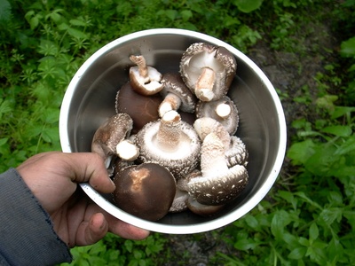 Shiitake