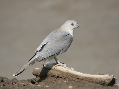 Shikra