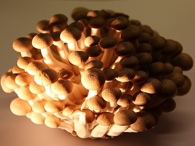 Shimeji (brown beech)