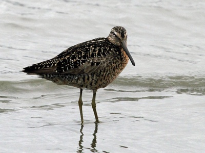 Short-billed Dowitcher