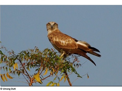 Short-toed Snake Eagle