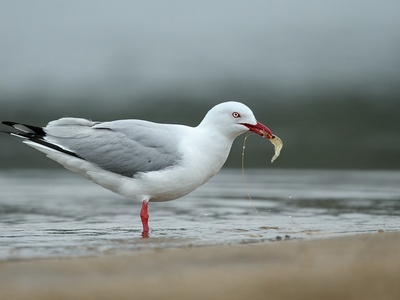 Silver Gull