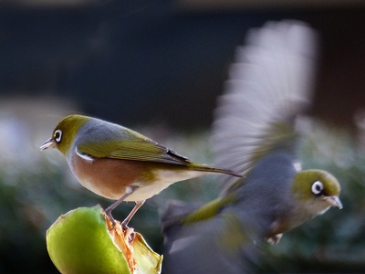 Silvereye