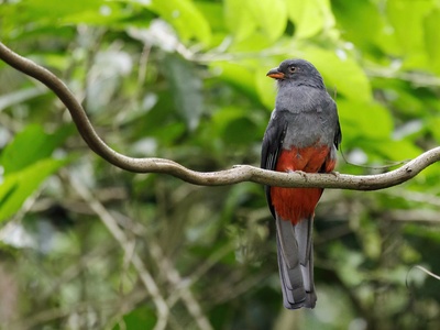 Slaty-tailed Trogon