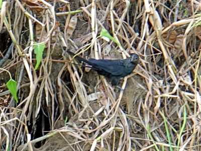 Smooth-billed Ani
