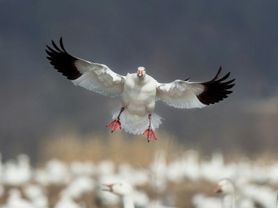 Snow Goose